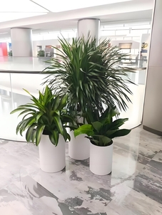 探秘宁波鄞州绿化修剪，如何让城市更绿更美？